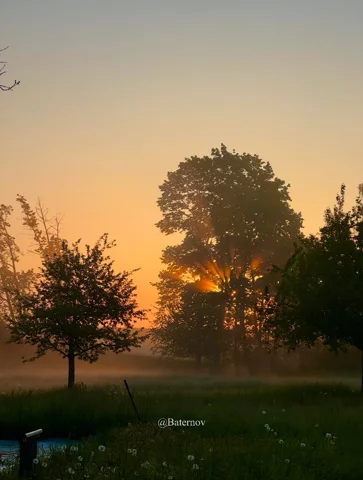 Low orange sun behind trees in a misty field