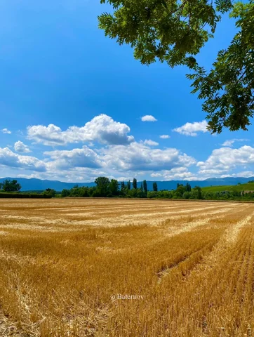 Golden harvested field beneath a blue sky