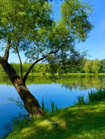 Leafy tree beside a still reflective pond