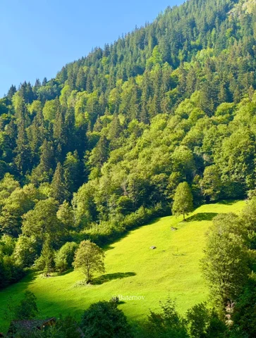 Sunny green meadow bordered by a wooded hillside