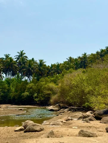 Shallow inlet beside rocks and palm-covered slopes