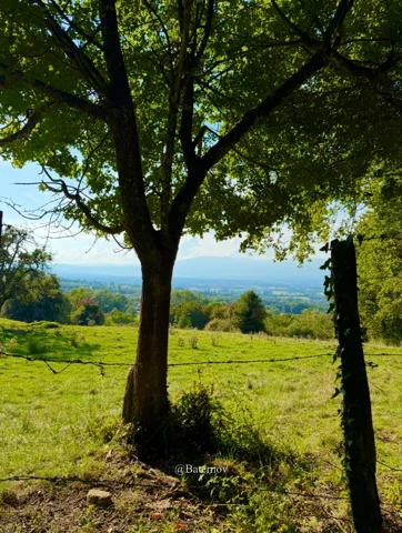 Shade beneath a tree overlooking open countryside