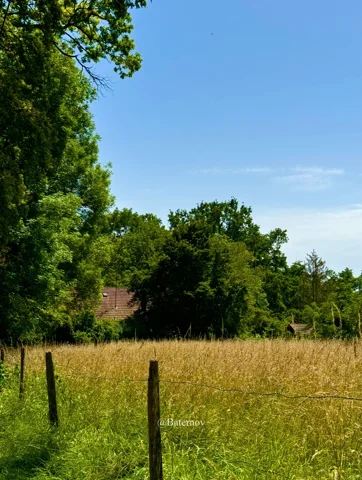 Tall grass beside a fence and mature trees