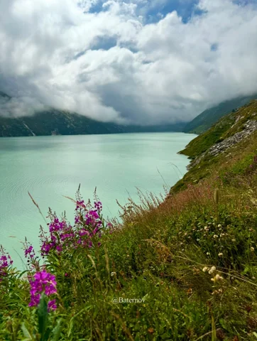 Purple flowers beside a pale lake under low clouds