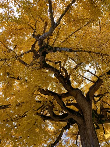 Golden canopy seen from beneath a branching tree