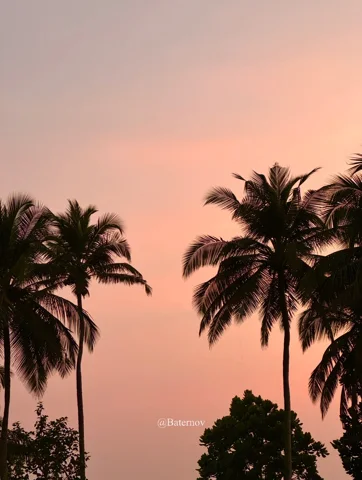 Palm trees silhouetted against a pink sky