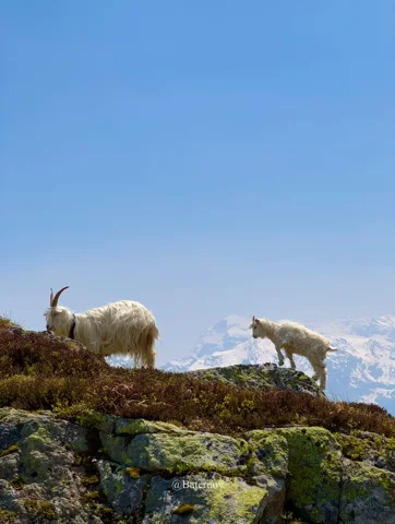 Two white goats standing on a rocky ridge