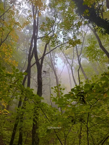 Sunlight filtering through mist and leafy branches