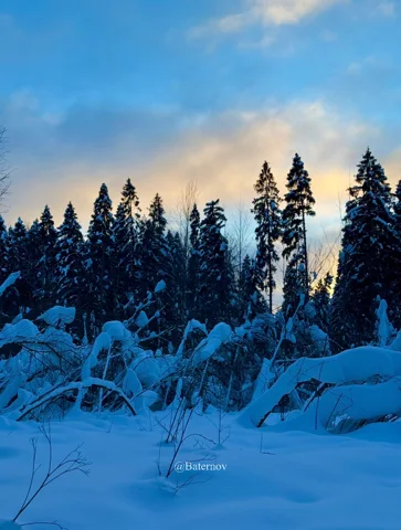 Snow-covered trees beneath warm evening clouds