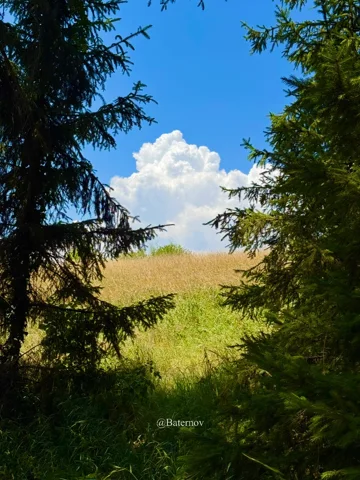 Sunlit field framed by dark conifer branches