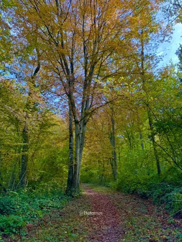 Path curving beneath trees with autumn foliage