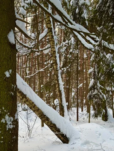 Snow resting on branches in a dense forest