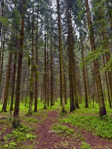 Narrow trail between tall straight tree trunks
