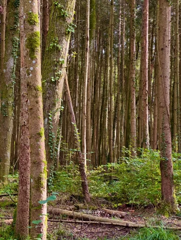 Tall trunks above dense forest undergrowth
