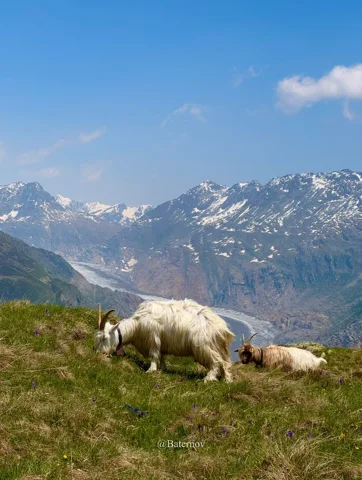 White goats grazing on a mountain pasture