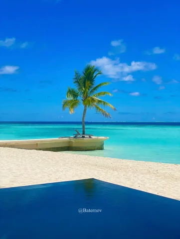 Single palm tree on a bright white beach beside turquoise water