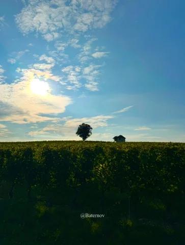 Evening sky above an open field and a lone tree