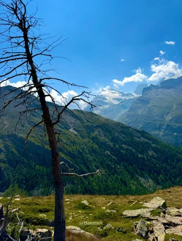 Bare tree overlooking a forested mountain valley
