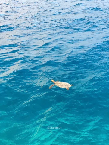 Sea turtle visible beneath clear blue water